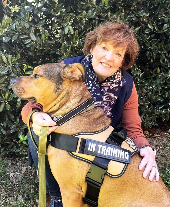 Ann kneeling beside Bruno, a large brown dog wearing an ‘in training’ vest