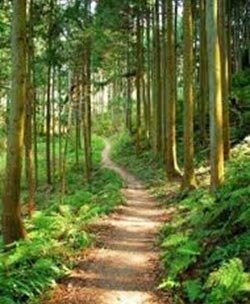 A quiet footpath through a tall green forest